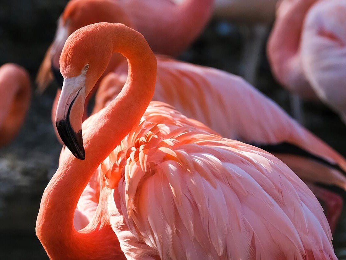 Close-up of a pink flamingo with a curved neck and a black-tipped beak