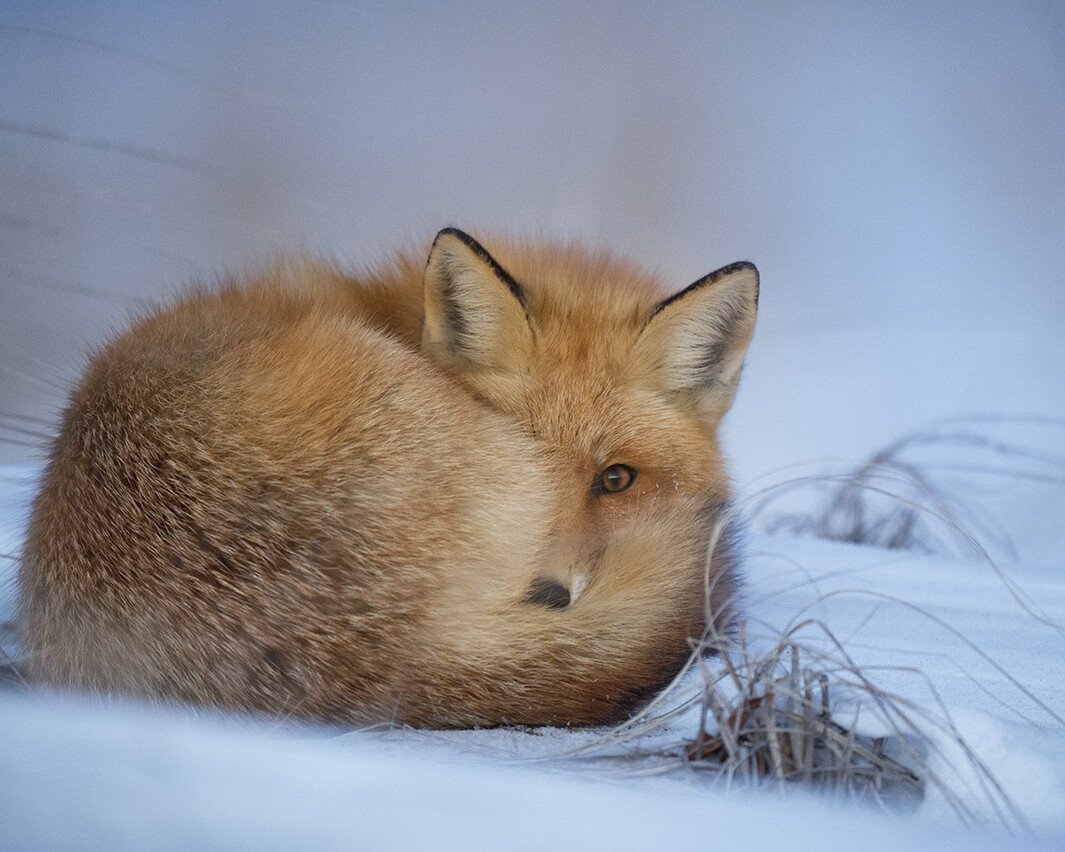 Red fox curled up in the snow, facing sideways with ears perked, tail wrapped around its body.