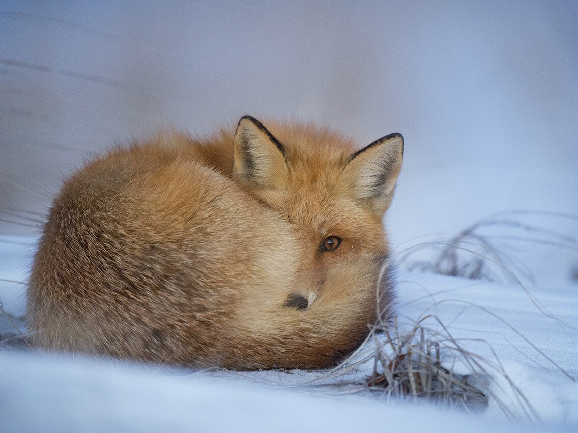Red fox curled up in the snow, facing sideways with ears perked, tail wrapped around its body.