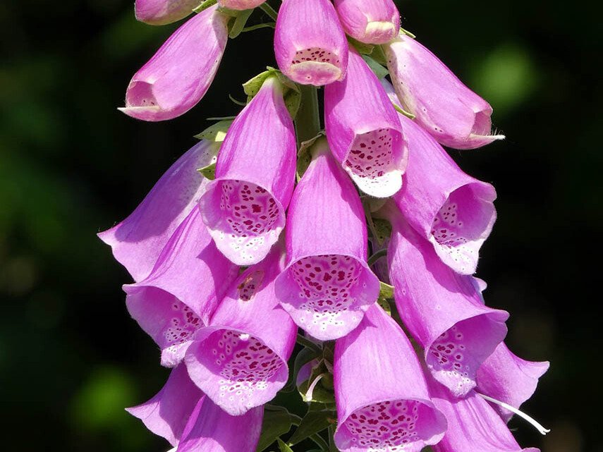 Pink foxglove (Digitalis purpurea) flower spike with tubular blossoms along a tall stem.