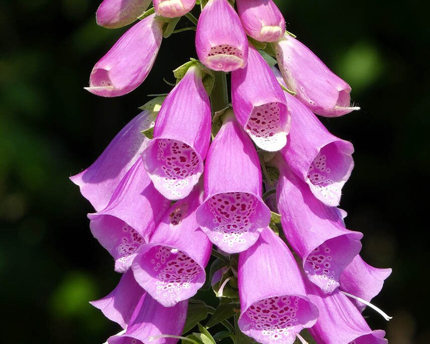 Pink foxglove (Digitalis purpurea) flower spike with tubular blossoms along a tall stem.