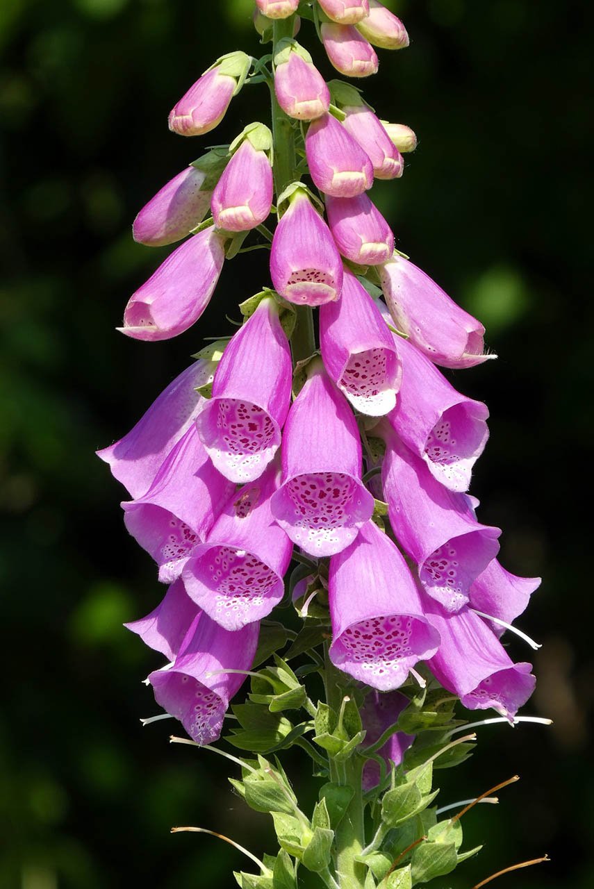 Pink foxglove (Digitalis purpurea) flower spike with tubular blossoms along a tall stem.