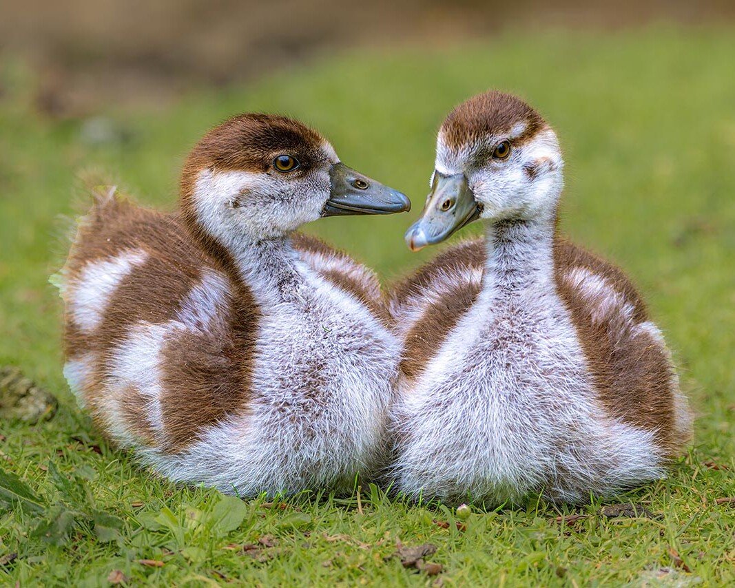 Two brown-and-white ducklings sit on grass, facing each other.