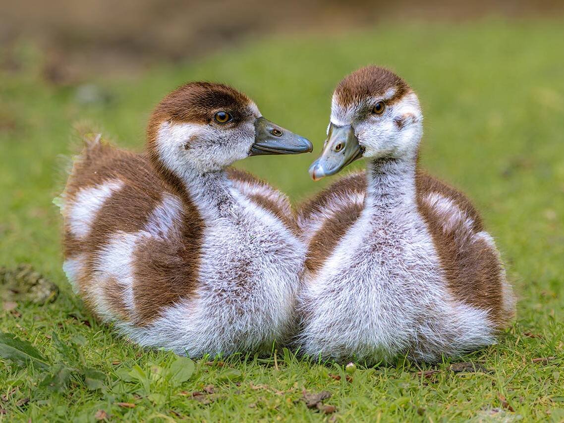 Two brown-and-white ducklings sit on grass, facing each other.