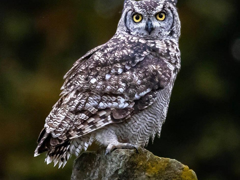 Owl perched on a mossy rock beside water, facing the camera with bright yellow eyes and speckled gray feathers.