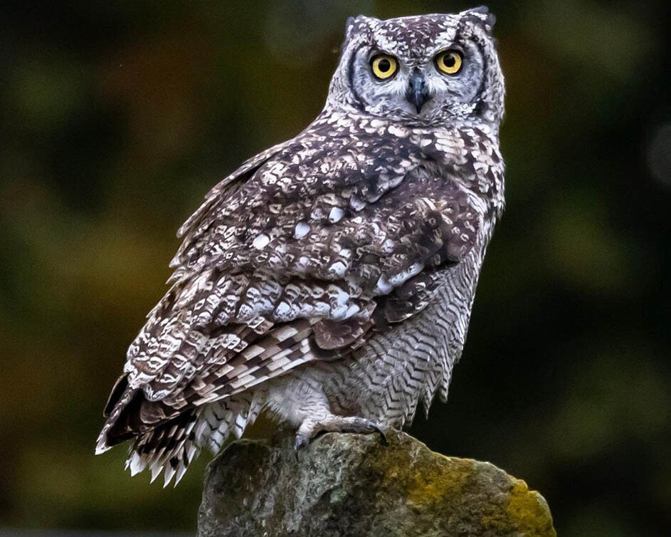 Owl perched on a mossy rock beside water, facing the camera with bright yellow eyes and speckled gray feathers.