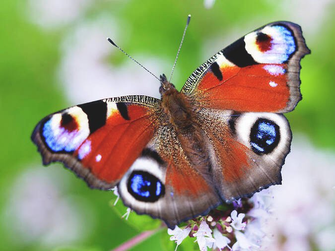 Peacock butterfly with orange wings and blue eye spots perched on small white flowers against a green background.