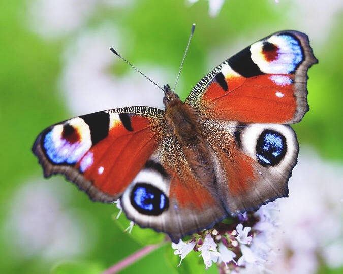 Peacock butterfly with orange wings and blue eye spots perched on small white flowers against a green background.