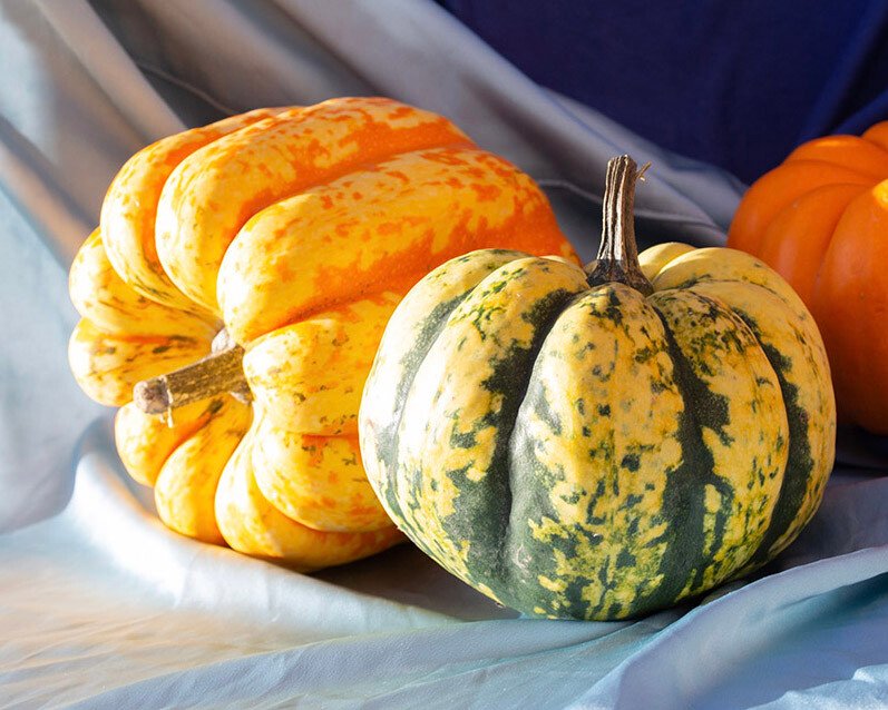 Group of pumpkins and gourds on draped fabric: a green-and-yellow striped pumpkin in front and an orange ribbed pumpkin behind.