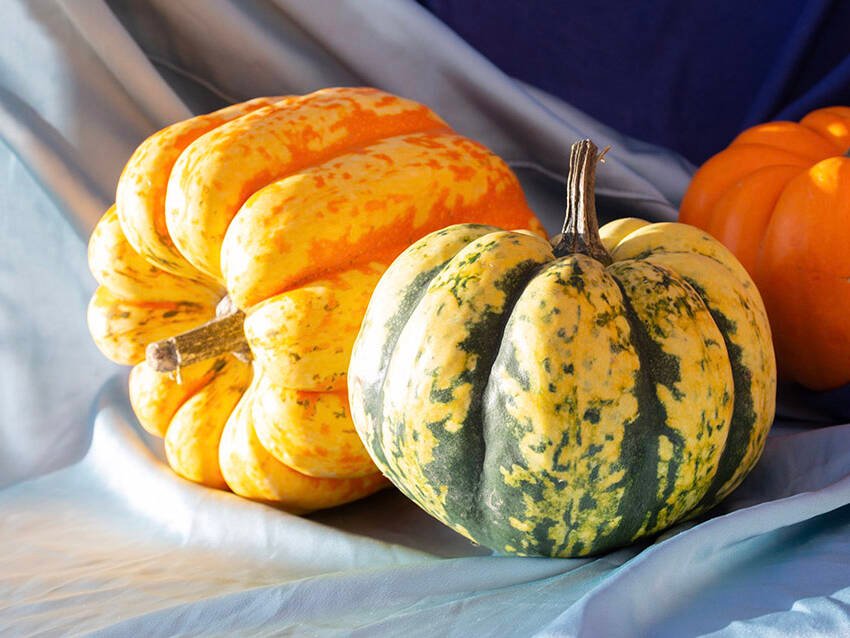 Group of pumpkins and gourds on draped fabric: a green-and-yellow striped pumpkin in front and an orange ribbed pumpkin behind.