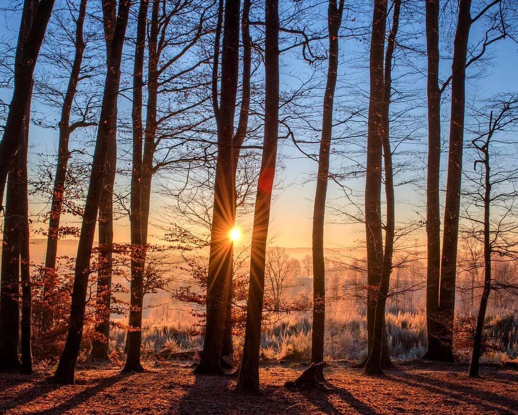 Sunrise (or sunset) peeking through leafless trees in a forest, casting long shadows on the frosty ground.