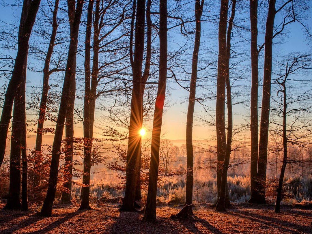 Sunrise (or sunset) peeking through leafless trees in a forest, casting long shadows on the frosty ground.